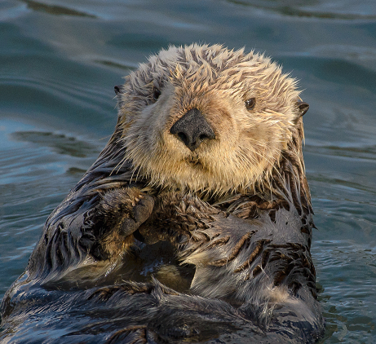 Spaces Group | Adopt a Sea Otter